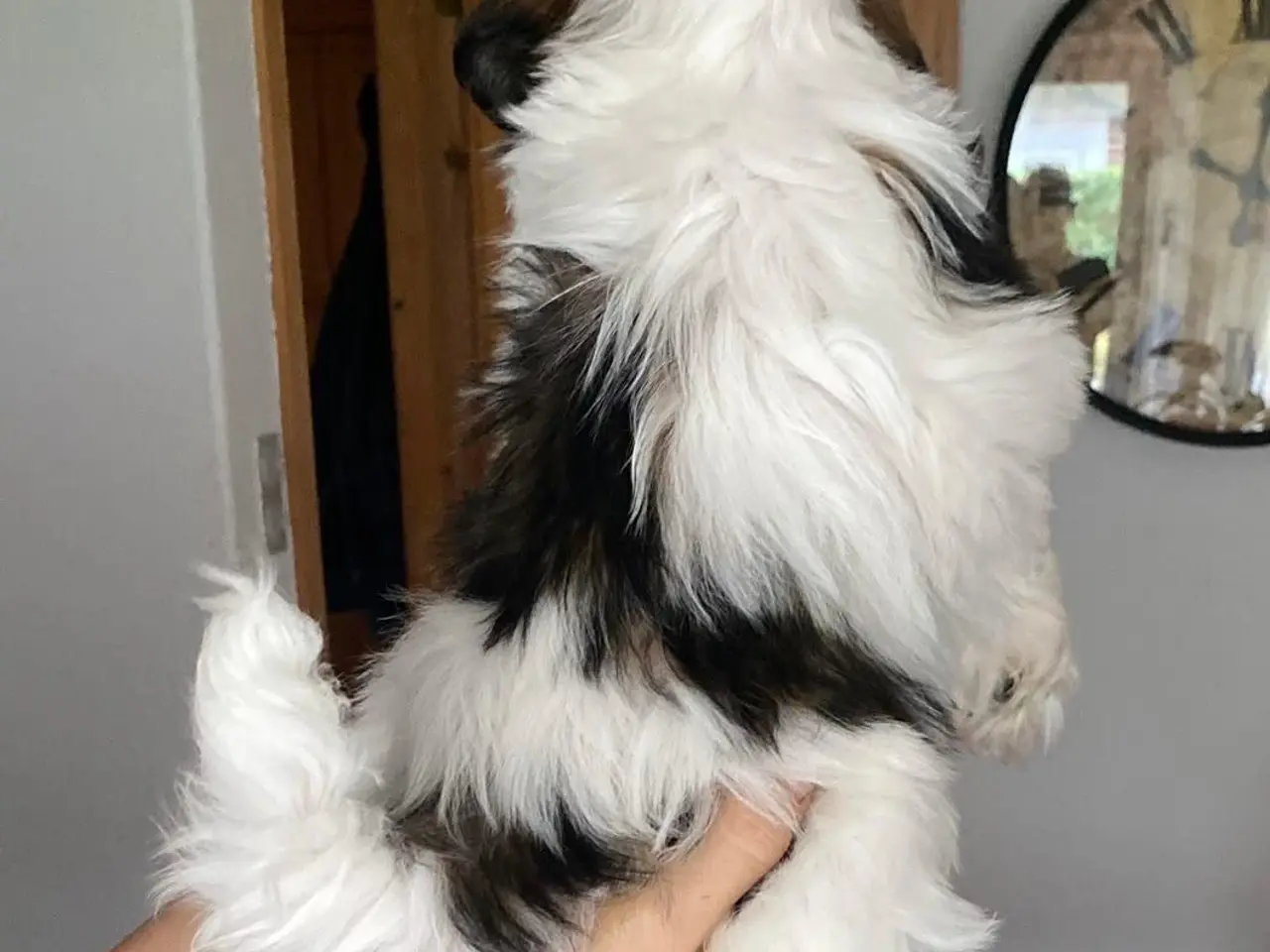 Billede 6 - Ægte Shih Tzu hvalpe