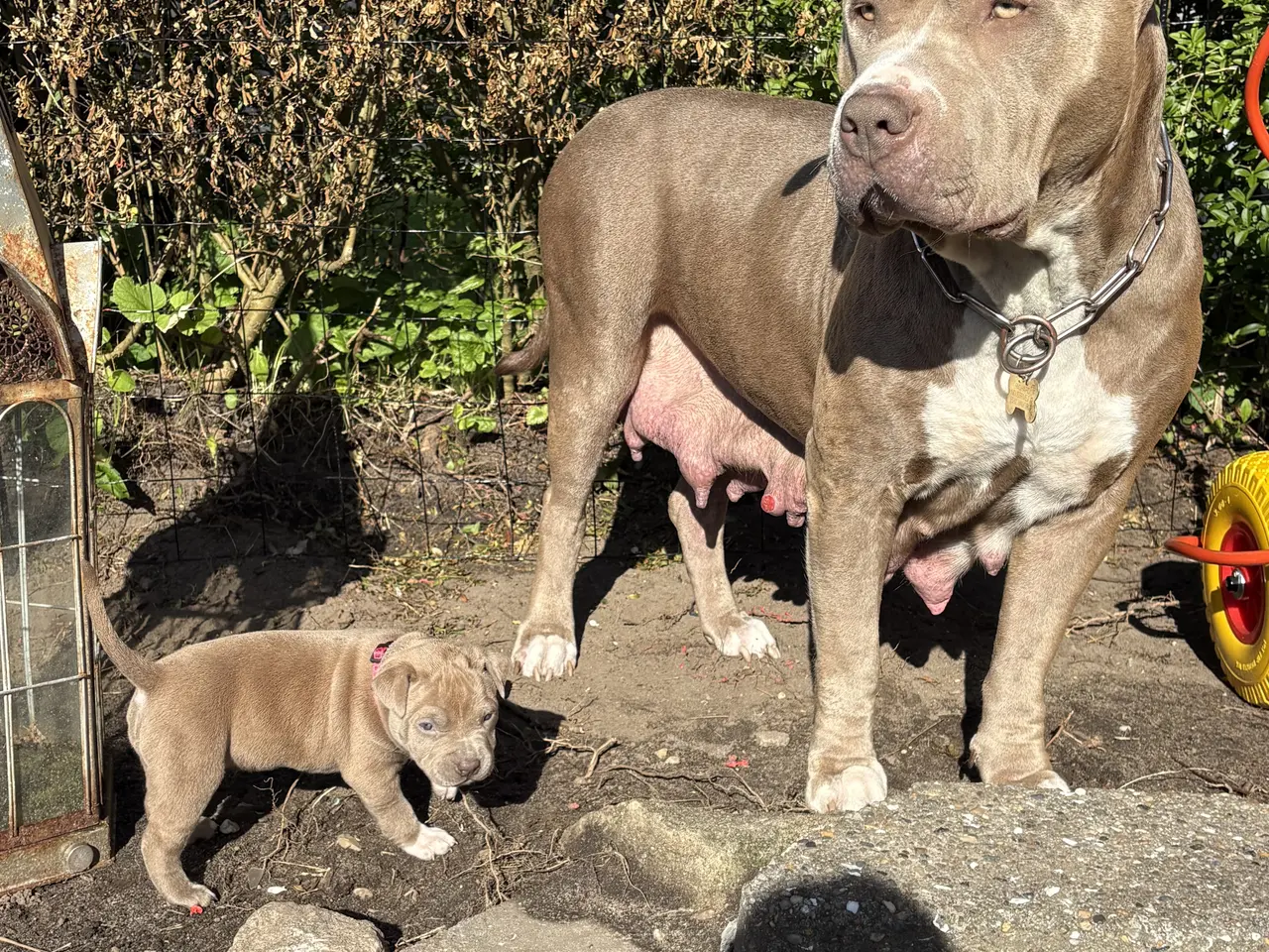 Billede 1 - Anarican Bully xl hvalpe