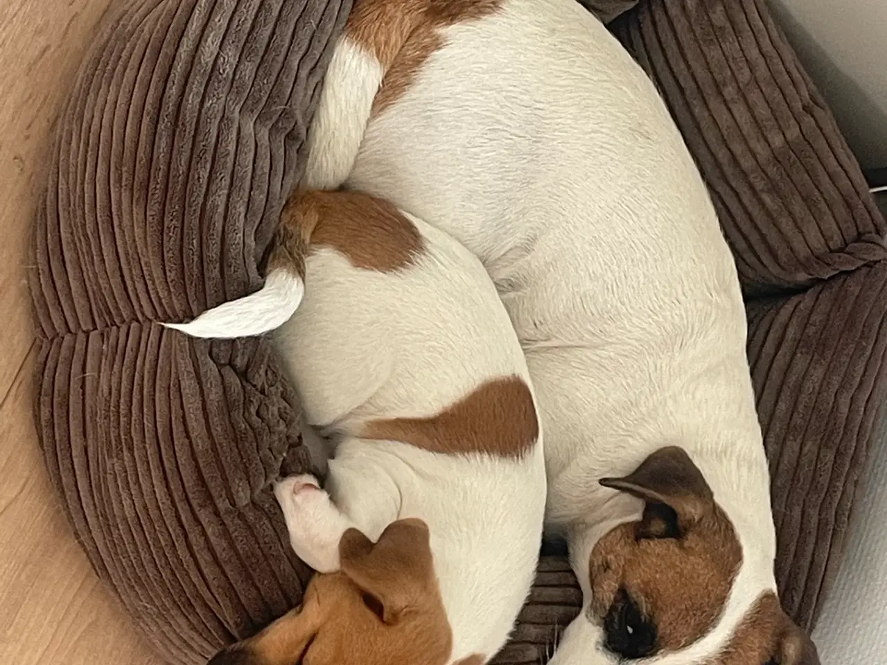 Billede 11 - Jack Russell Hvalp - Glathåret - DKK stamtavle