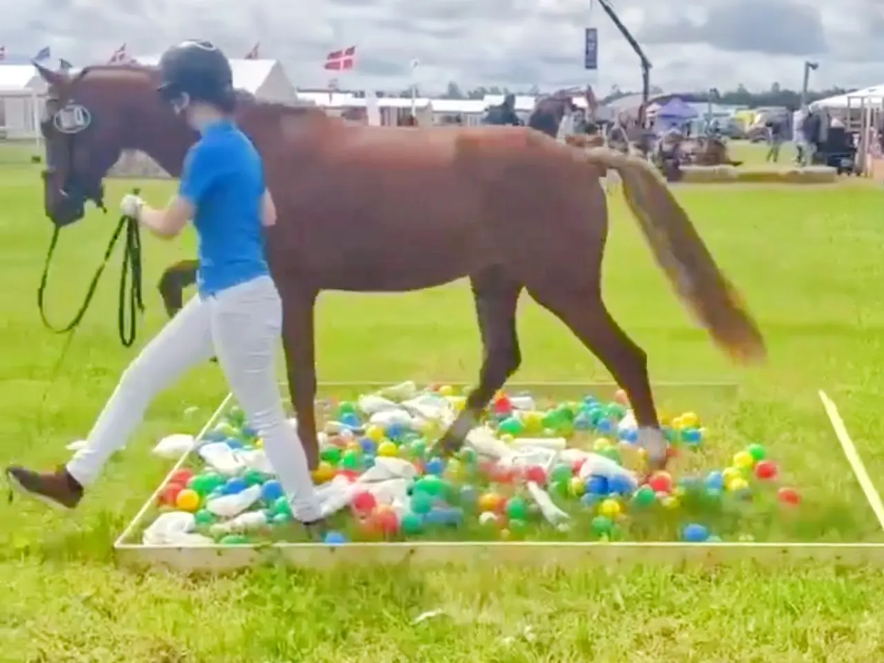 Billede 12 - Dansk Sports pony ( kat 1)