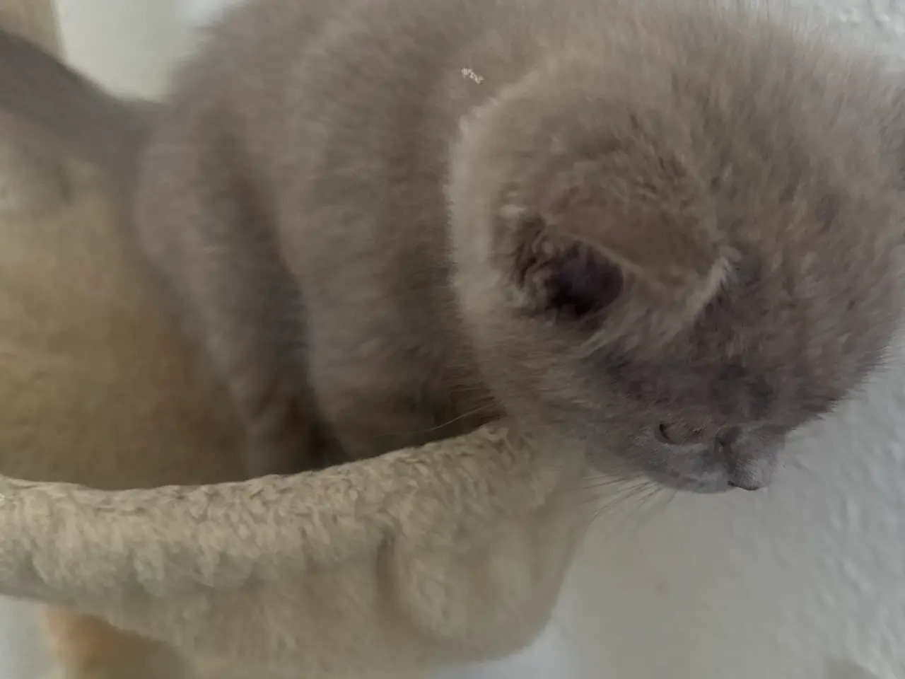 Billede 8 - British shorthair pige (Lilac)