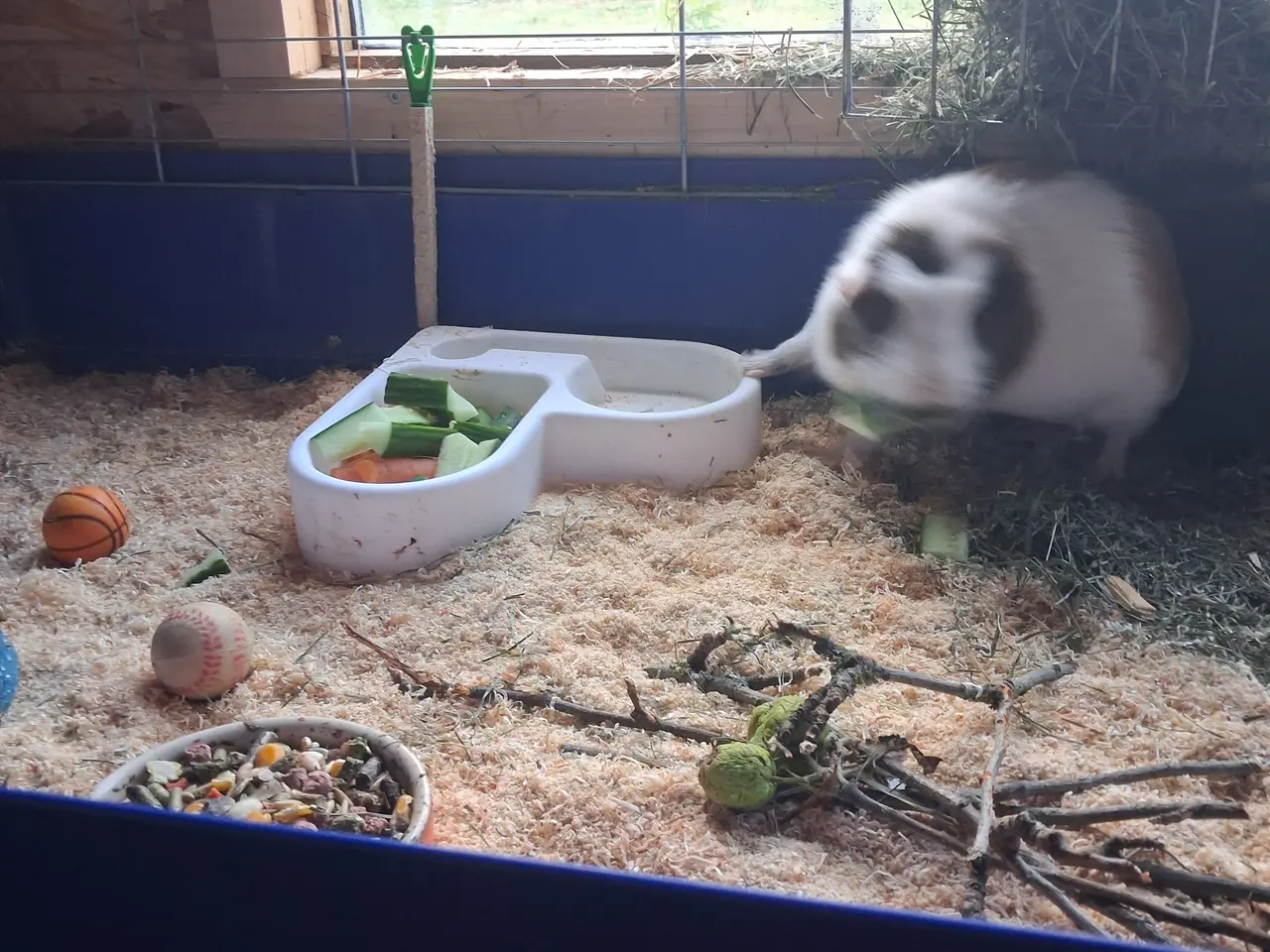 Billede 4 - Marsvin hun 5 år unge 1 /2 år