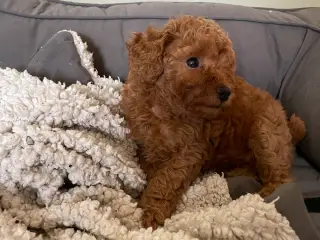 Doxiepoo - tævehvalp - 5