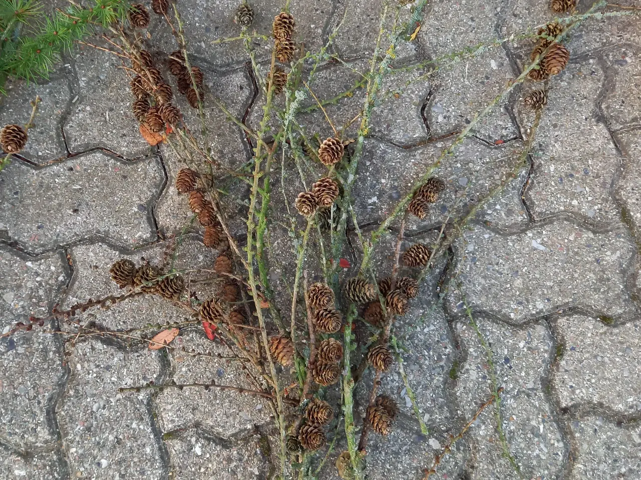 Billede 2 - Lærkegrene, fyrrekogler, grankogler mm.