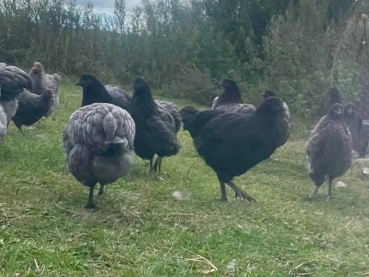 Billede 5 - Fritgående Høns - tæt på æglægning