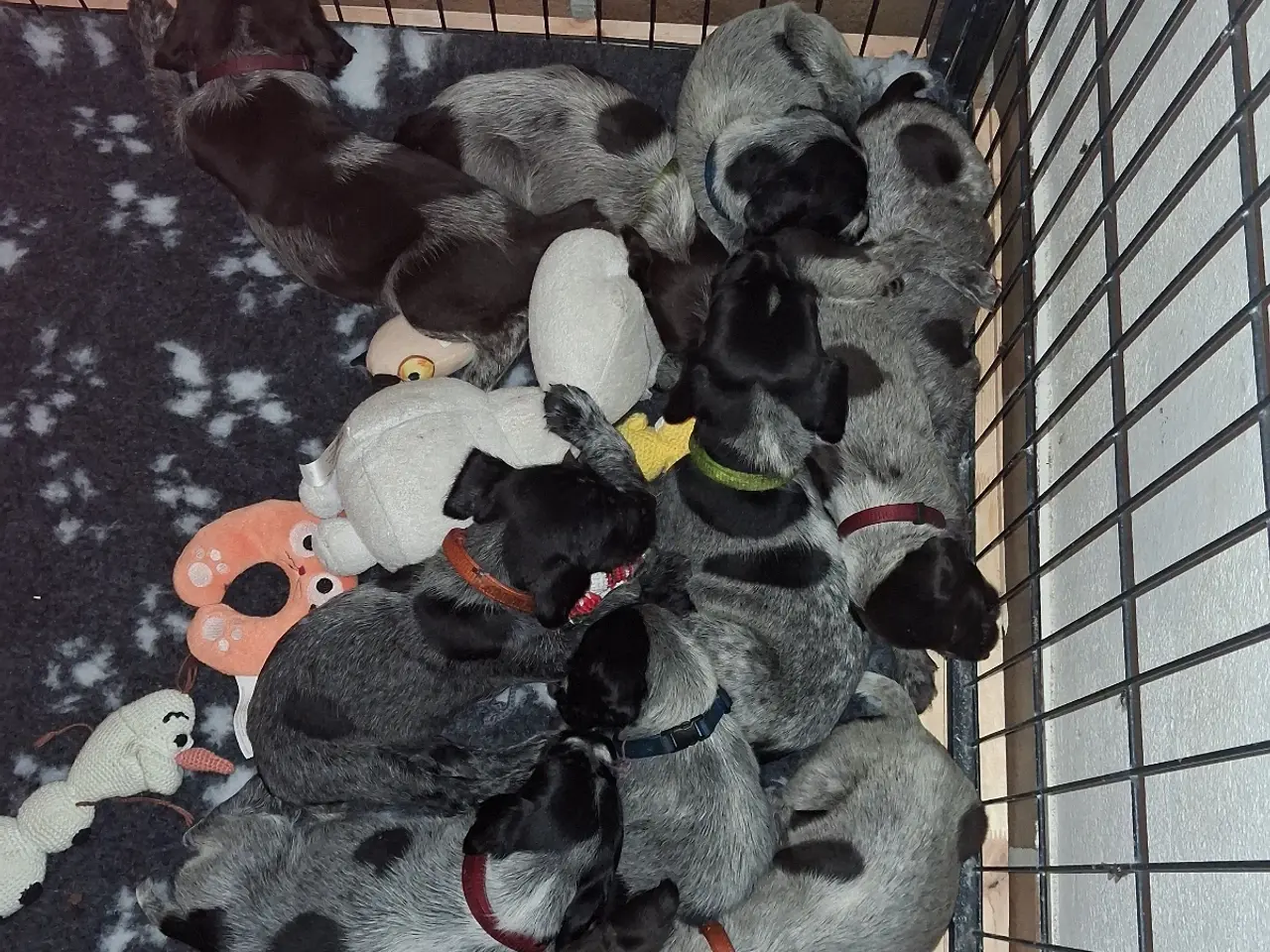 Billede 2 - Ruhåret hønsehund hvalpe