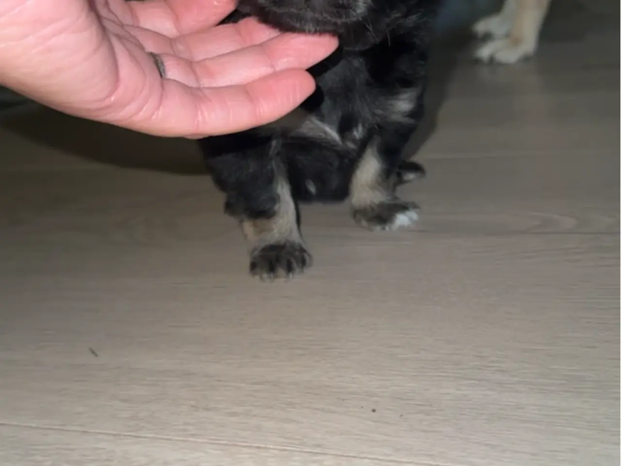 Billede 3 - Chihuahua/pomeranian han hvalp