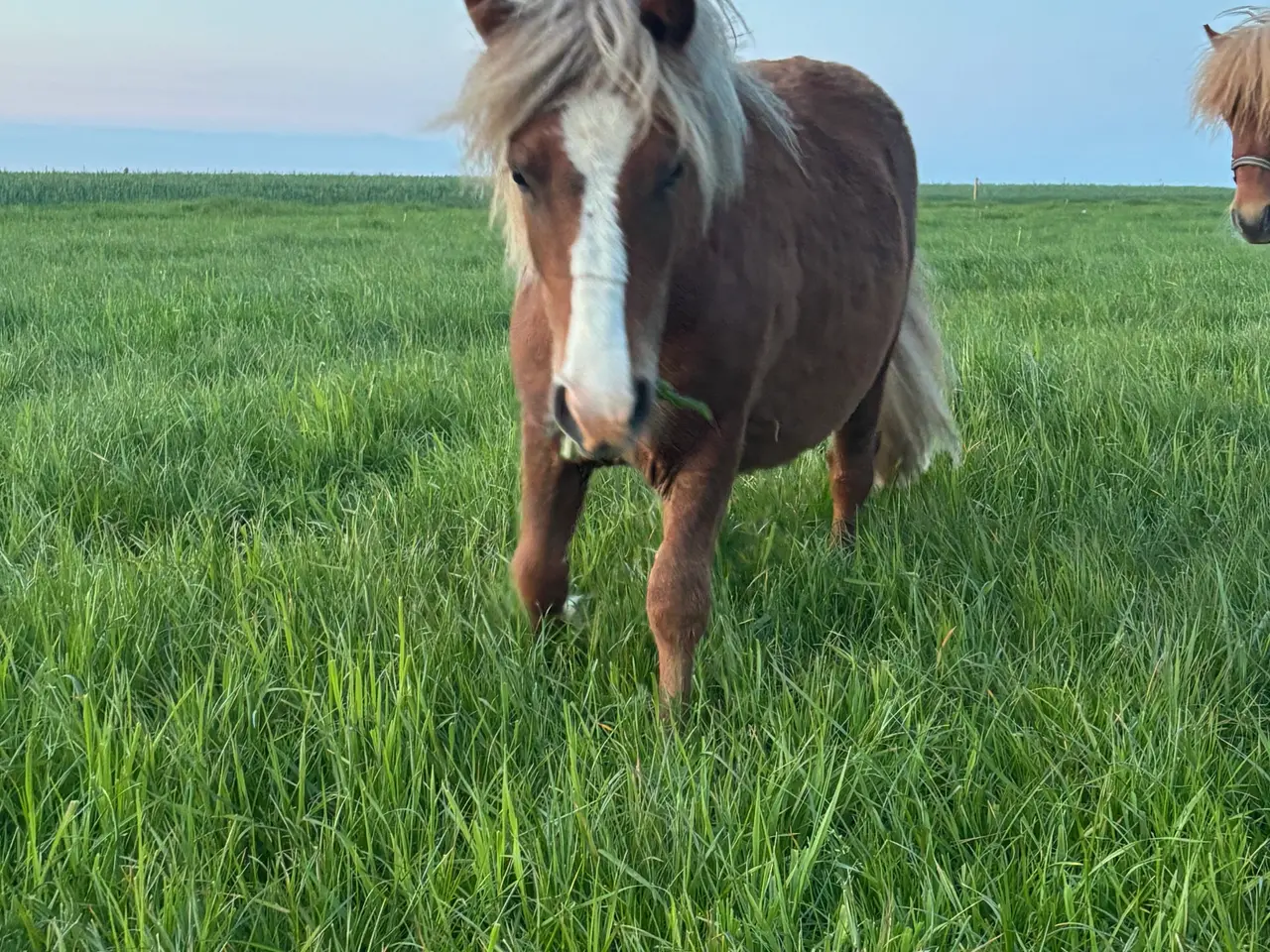 Billede 6 - Sød og rolig 1 års hingst 