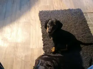 Hundehvalp til salg. Det er en tæve. 