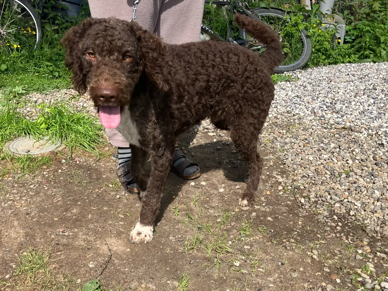 Billede 5 - Lagotto/curly coated retriever