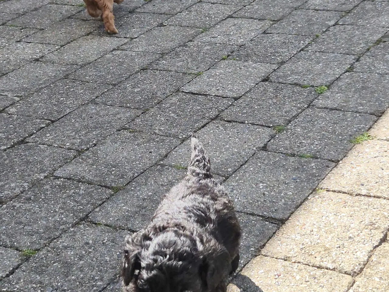 Billede 4 - Cavapoo f1b 