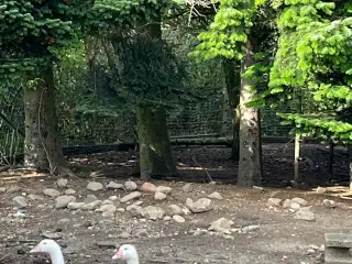 Gæs