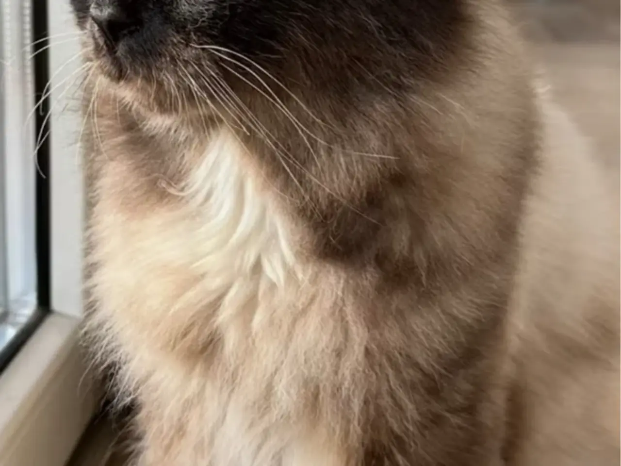 Billede 7 - British shorthairx ragdoll killinger sælges