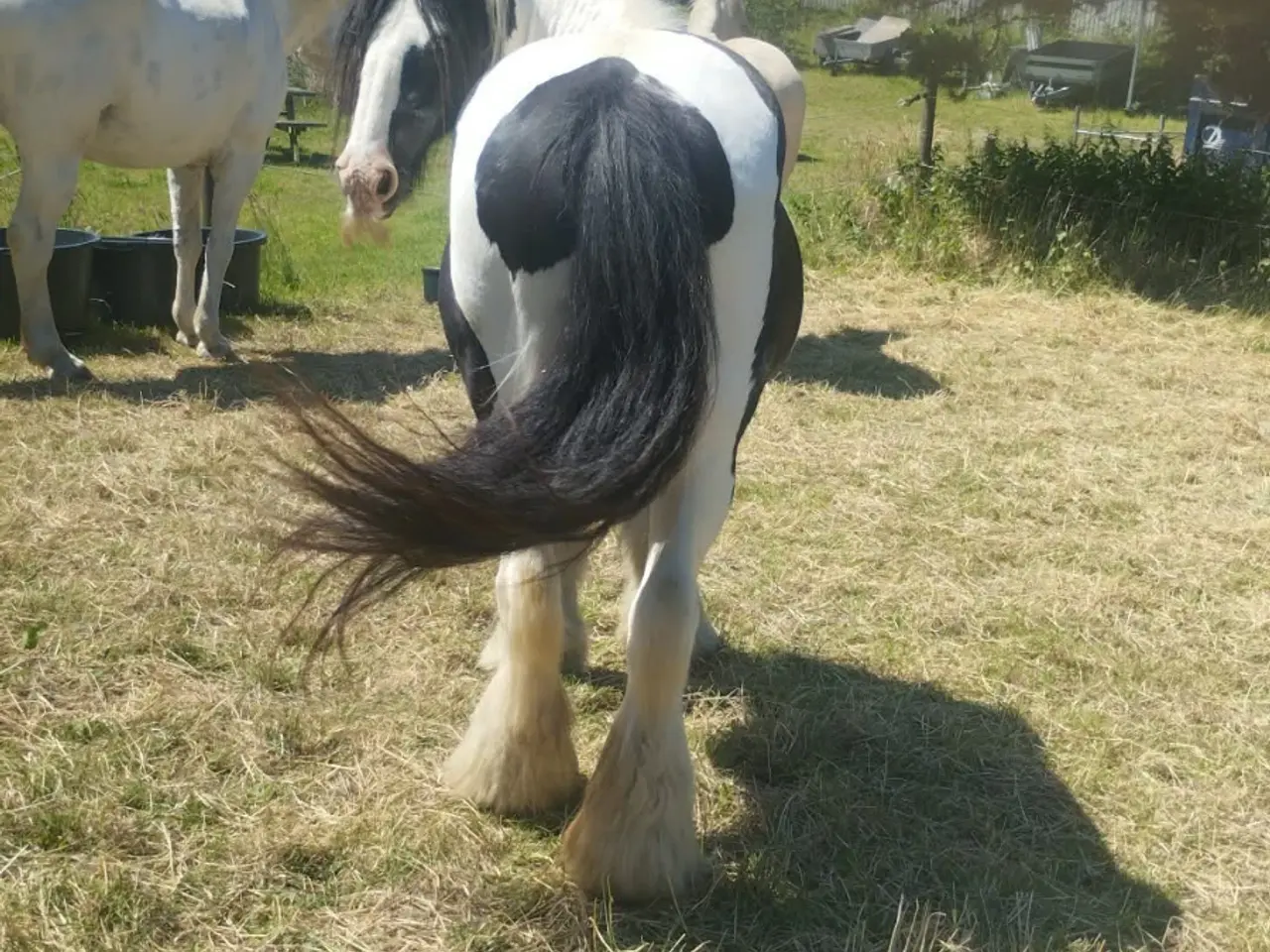 Billede 2 - Vallak kone hest