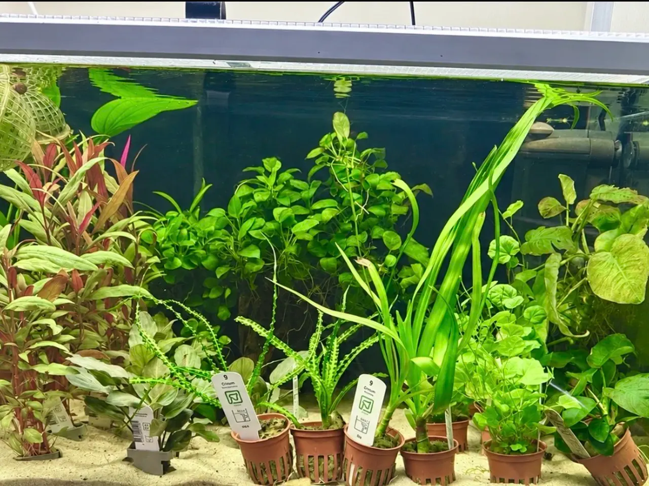 Billede 10 - 🩷 Wow mange flotte akvarieplanter 🩷