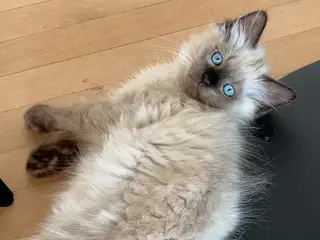 Ragdoll/british shorthair