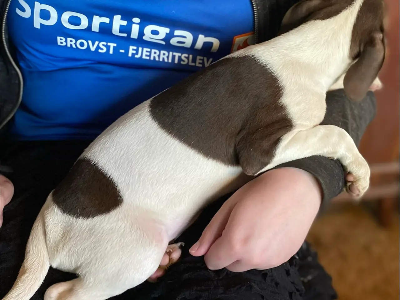 Billede 10 - Hundehvalpe Dansk/svenskgårdhunde