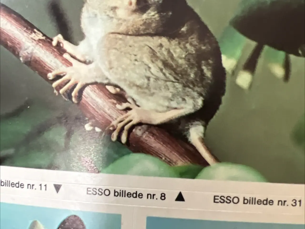 Billede 3 - Esso samler kort fra 1973