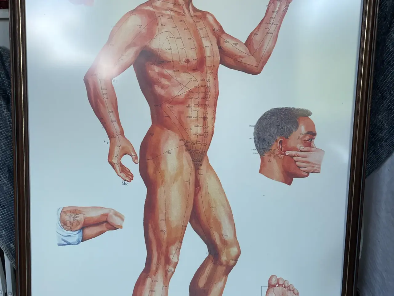 Billede 5 - Indrammede anatomi plakater