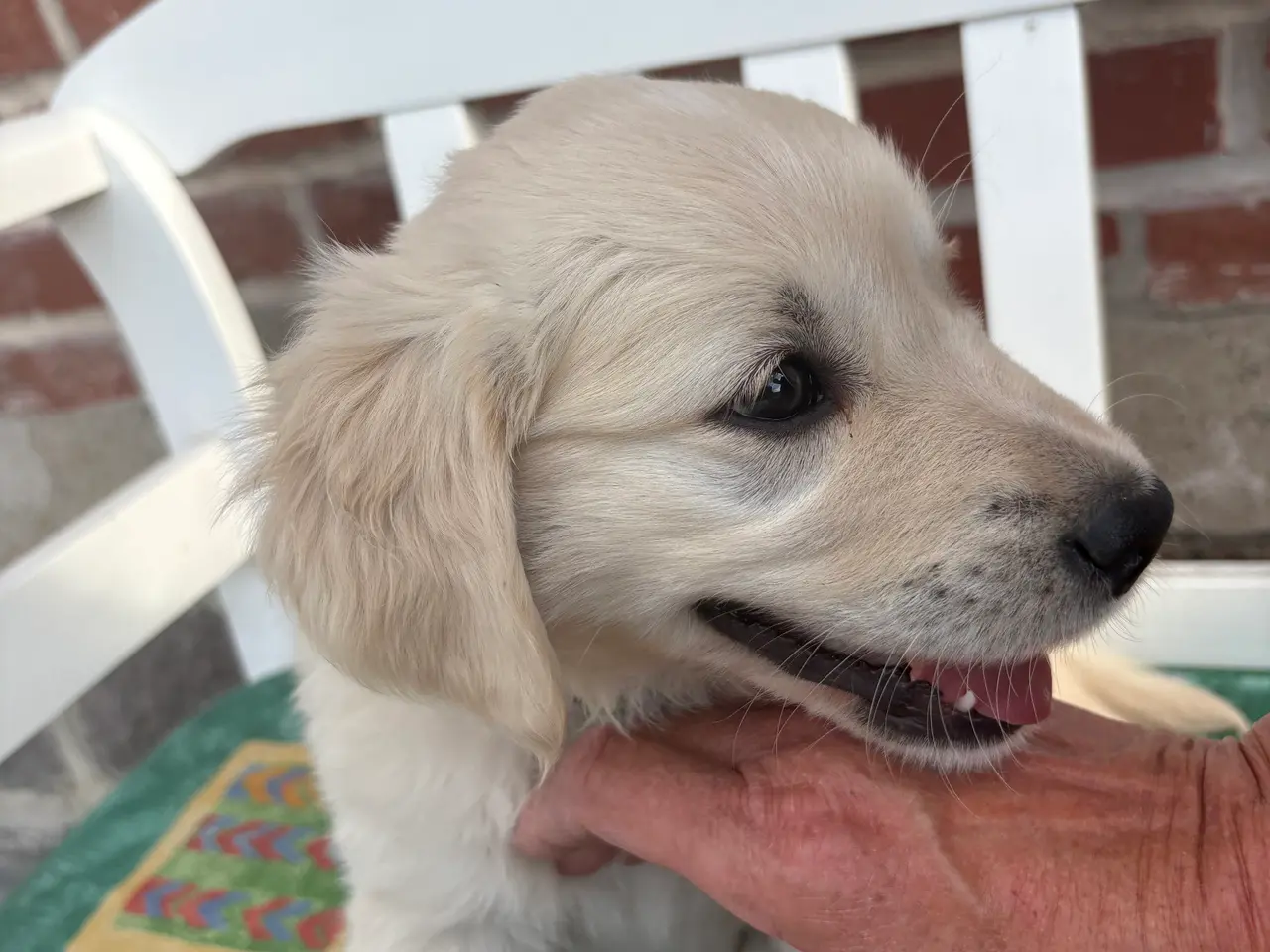 Billede 3 - Golden retriever hundehvalpe, 7 uger gamle