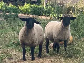 Suffolk vædderlam