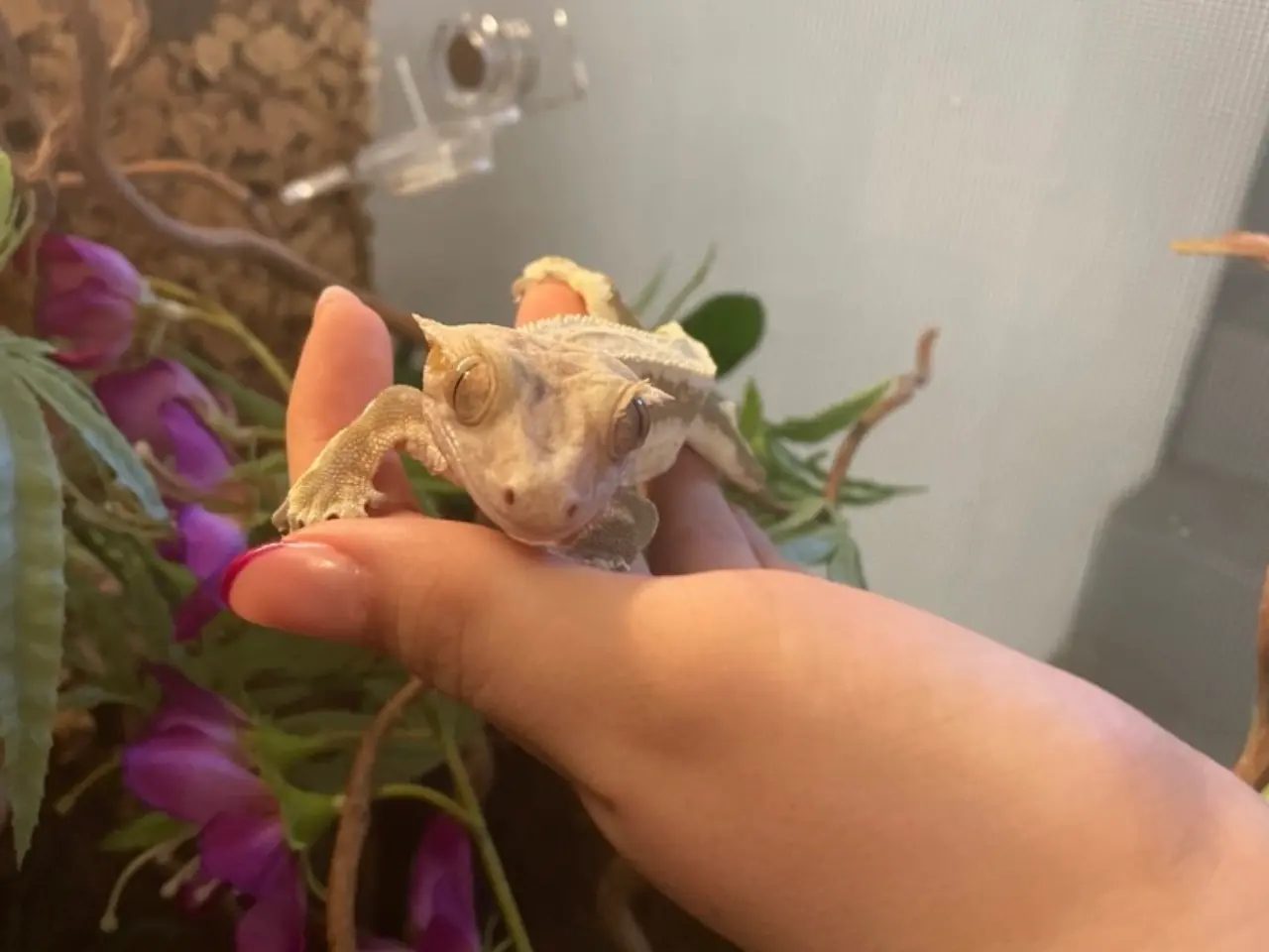 Billede 1 - Kronegekko han sælges 