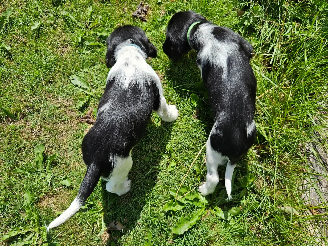 Billede 11 - Engelsk springer spaniel