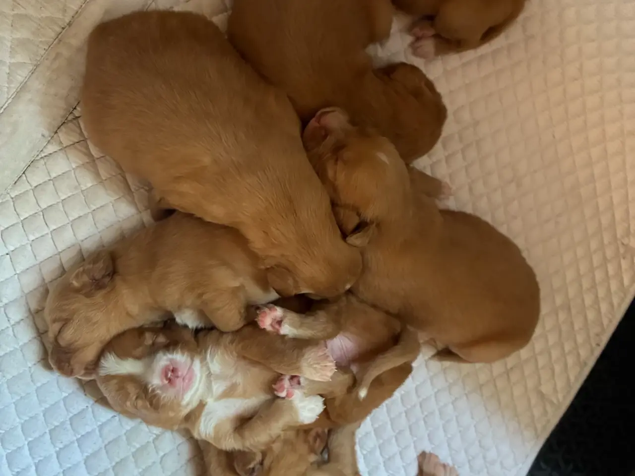 Billede 3 - Nova Scotia Duck Tolling Retriever hvalpe