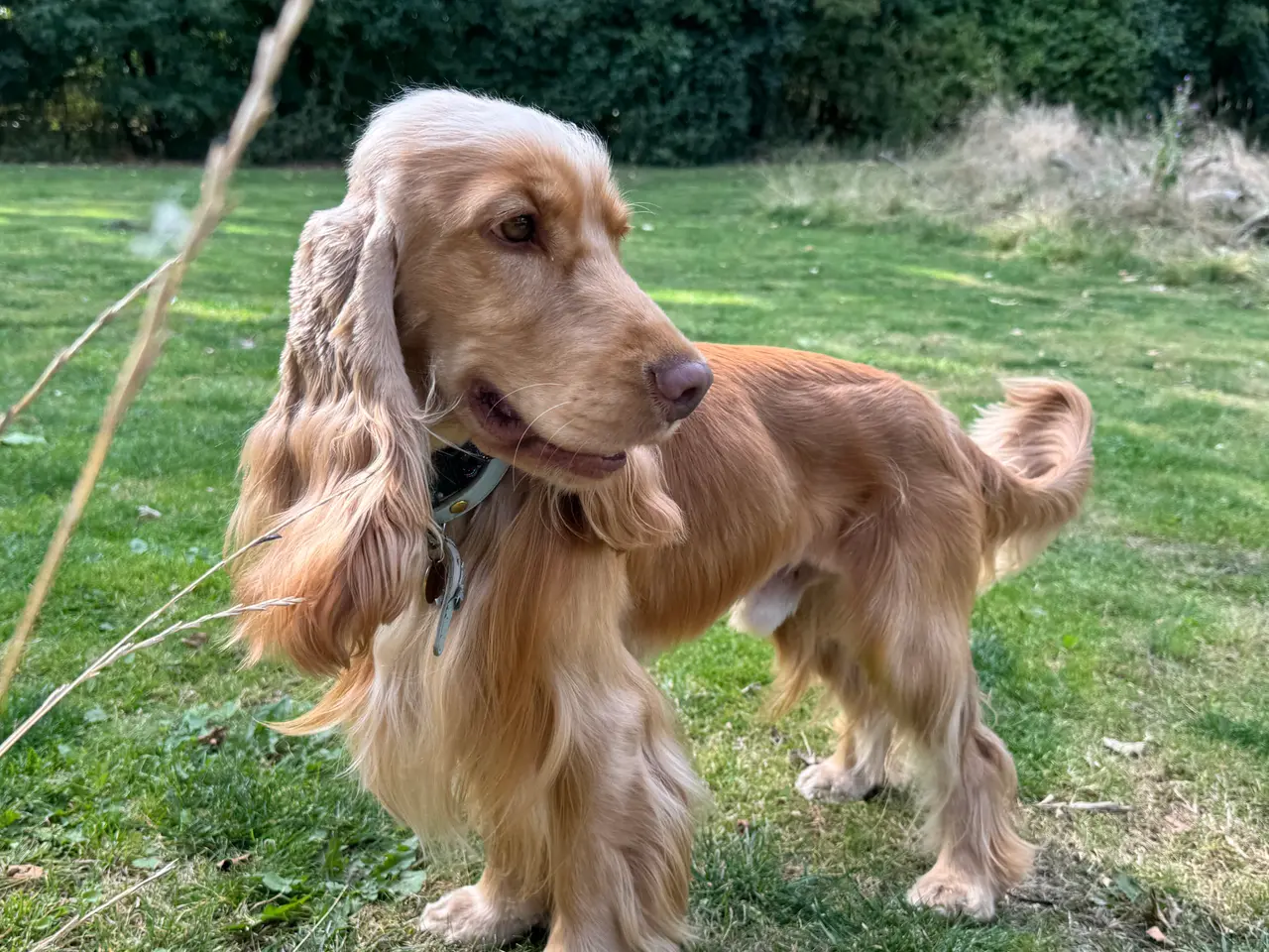 Billede 3 - Engelsk cockerspaniel hanhund tilbydes til avl