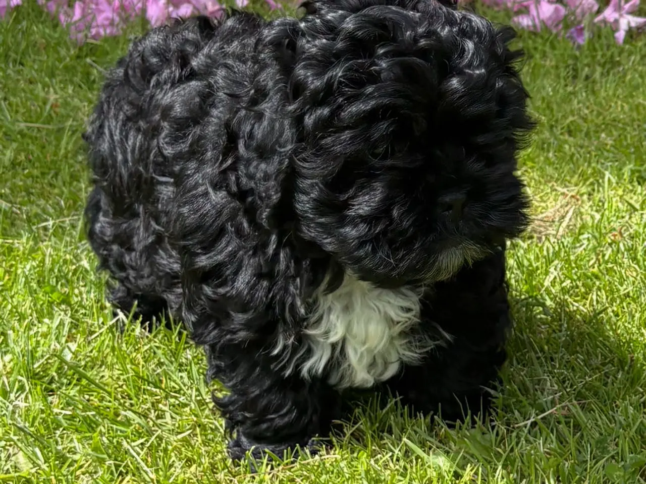 Billede 11 - 🐾 Shih-Poo hvalpe – klar til nye hjem🐾