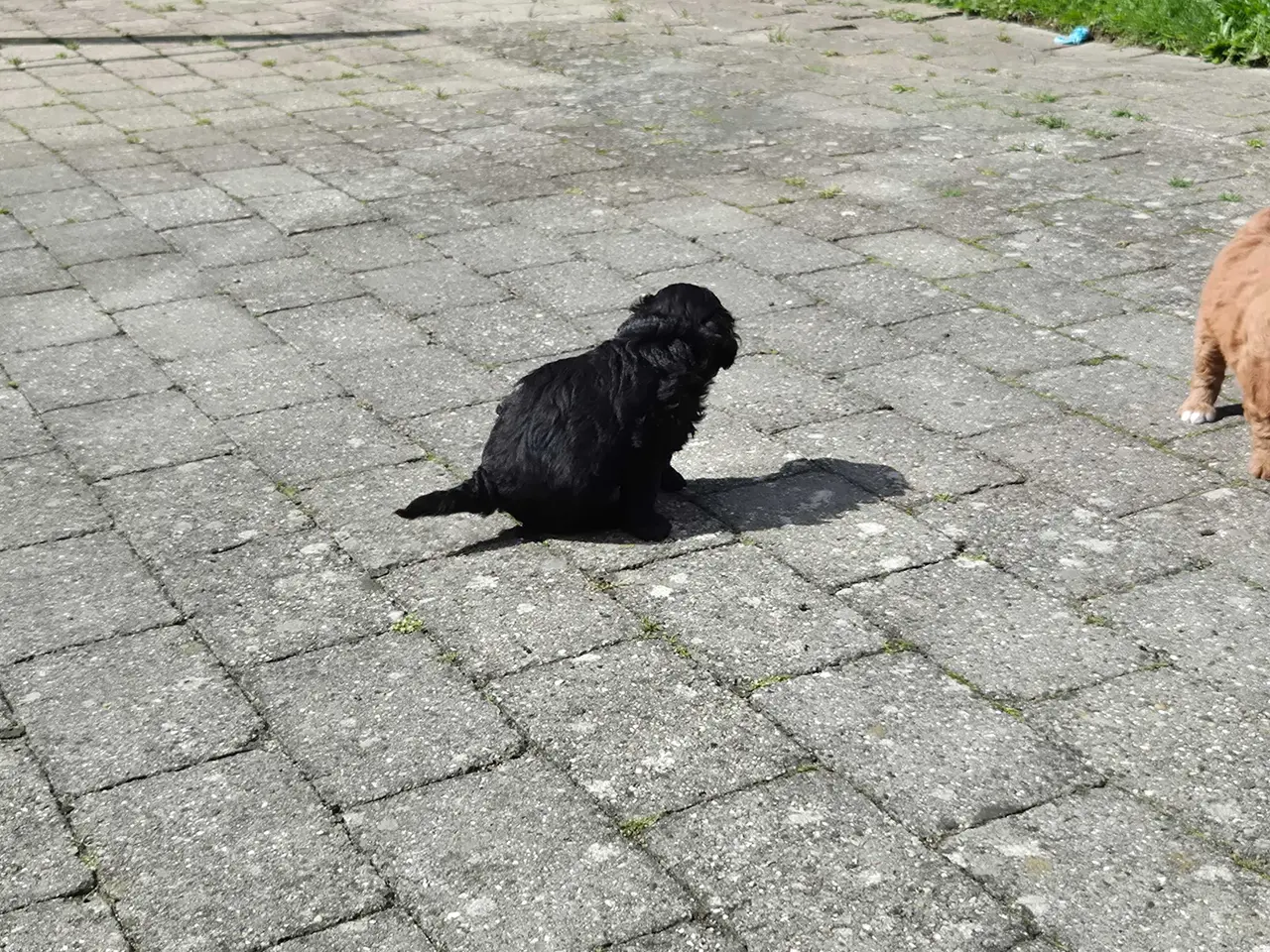 Billede 7 - Cavapoo f1b 