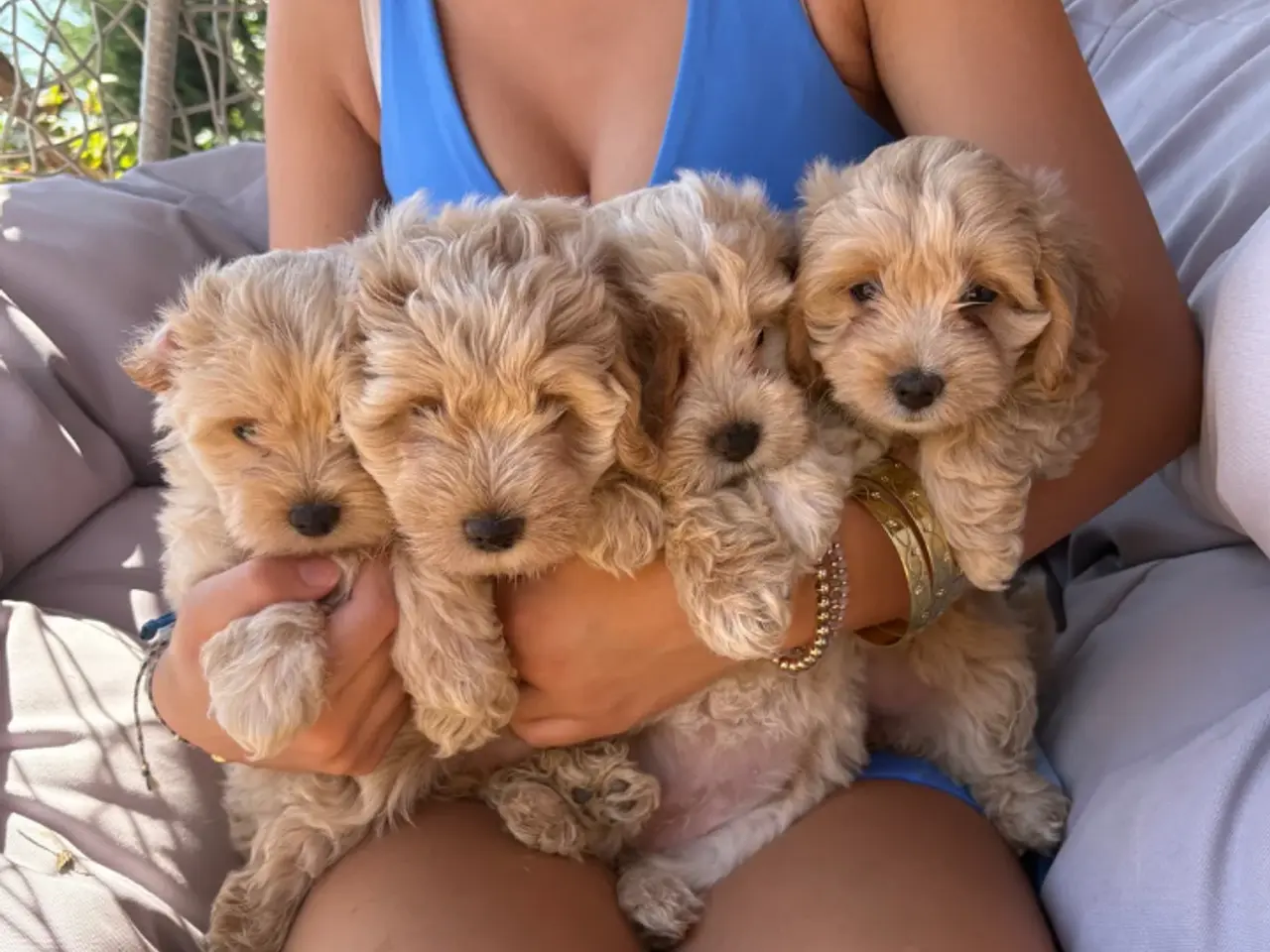 Billede 2 - Mini maltipoo hvalpe