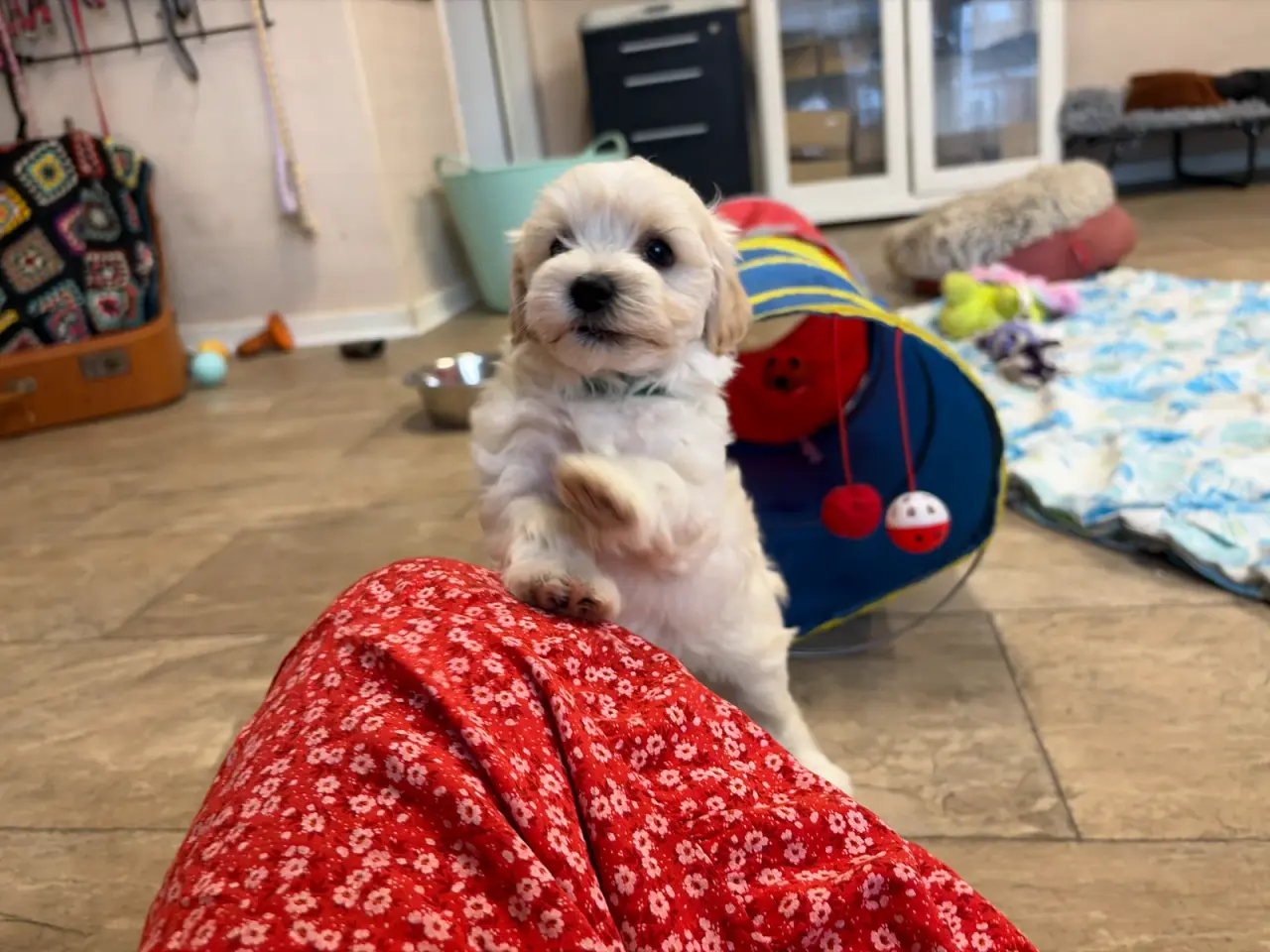 Billede 20 - Fine mini Maltipoo er rejse klar nu !