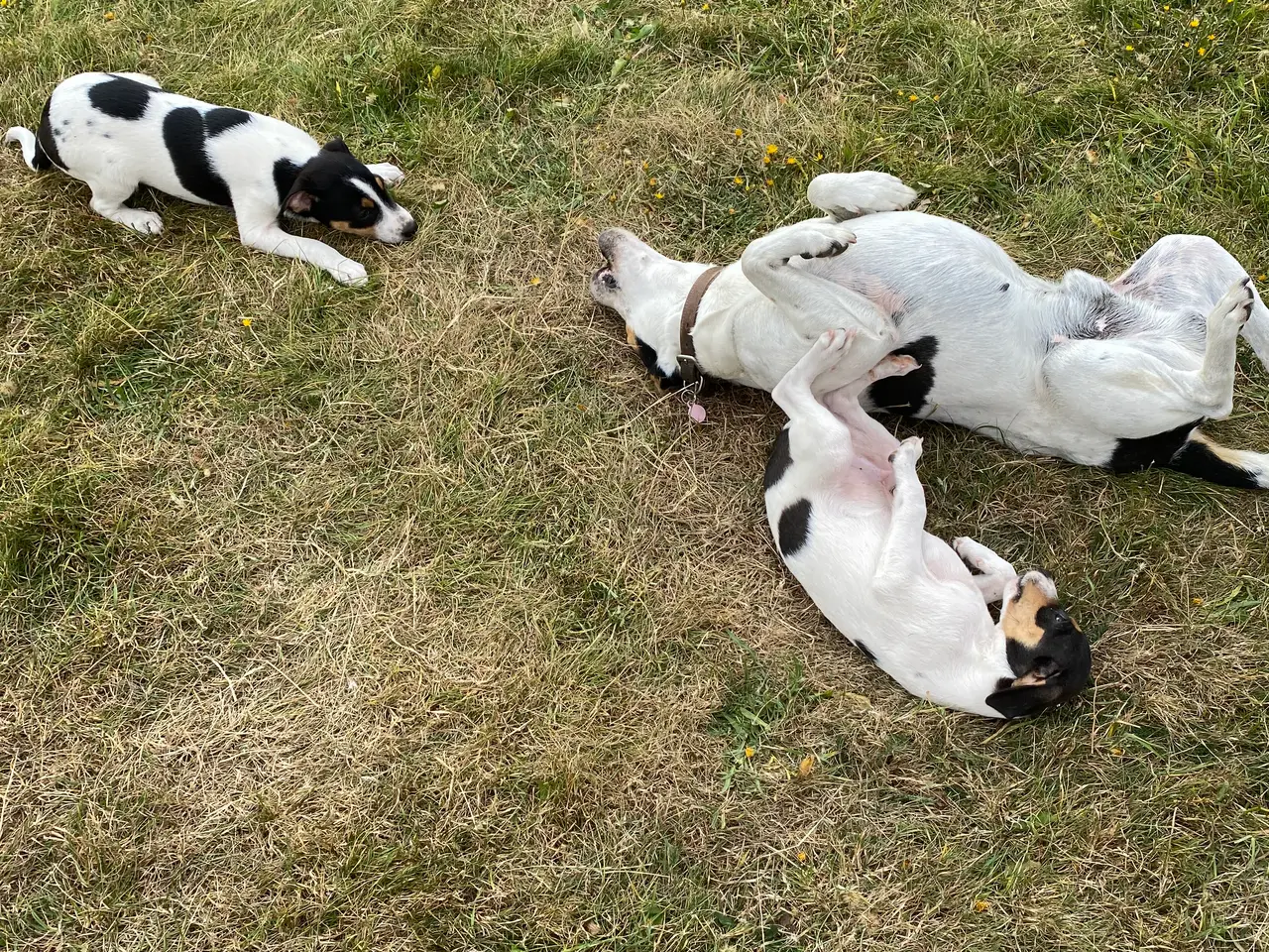 Billede 2 - Dansk-svensk gårdhund hvalper