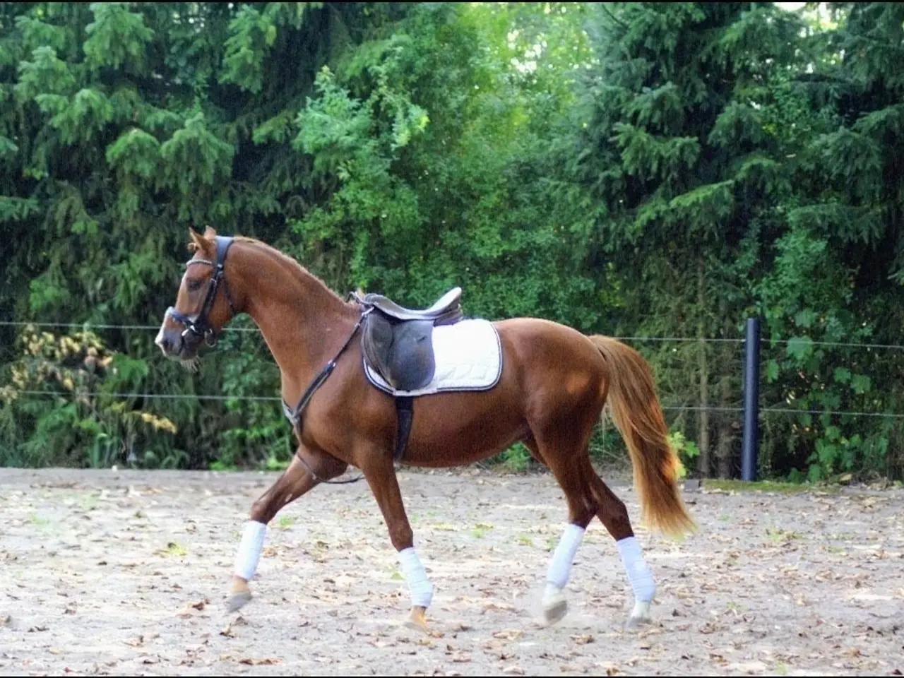 Billede 2 - Dansk Sports pony kat. 1