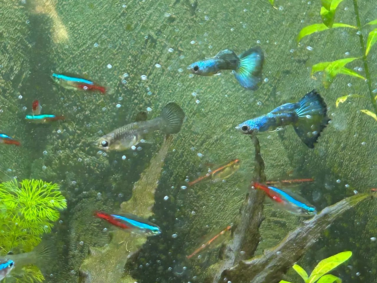 Billede 2 - 🐟🔵 Blue Moscow Guppy Par sælges - Viby J