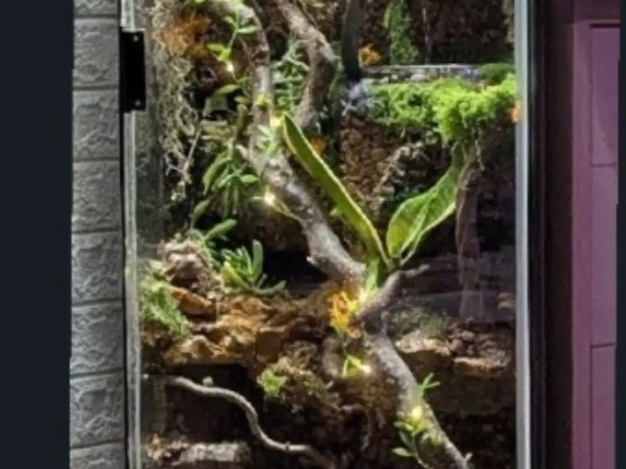 Billede 19 - Kronegekko par. 🦎🦎