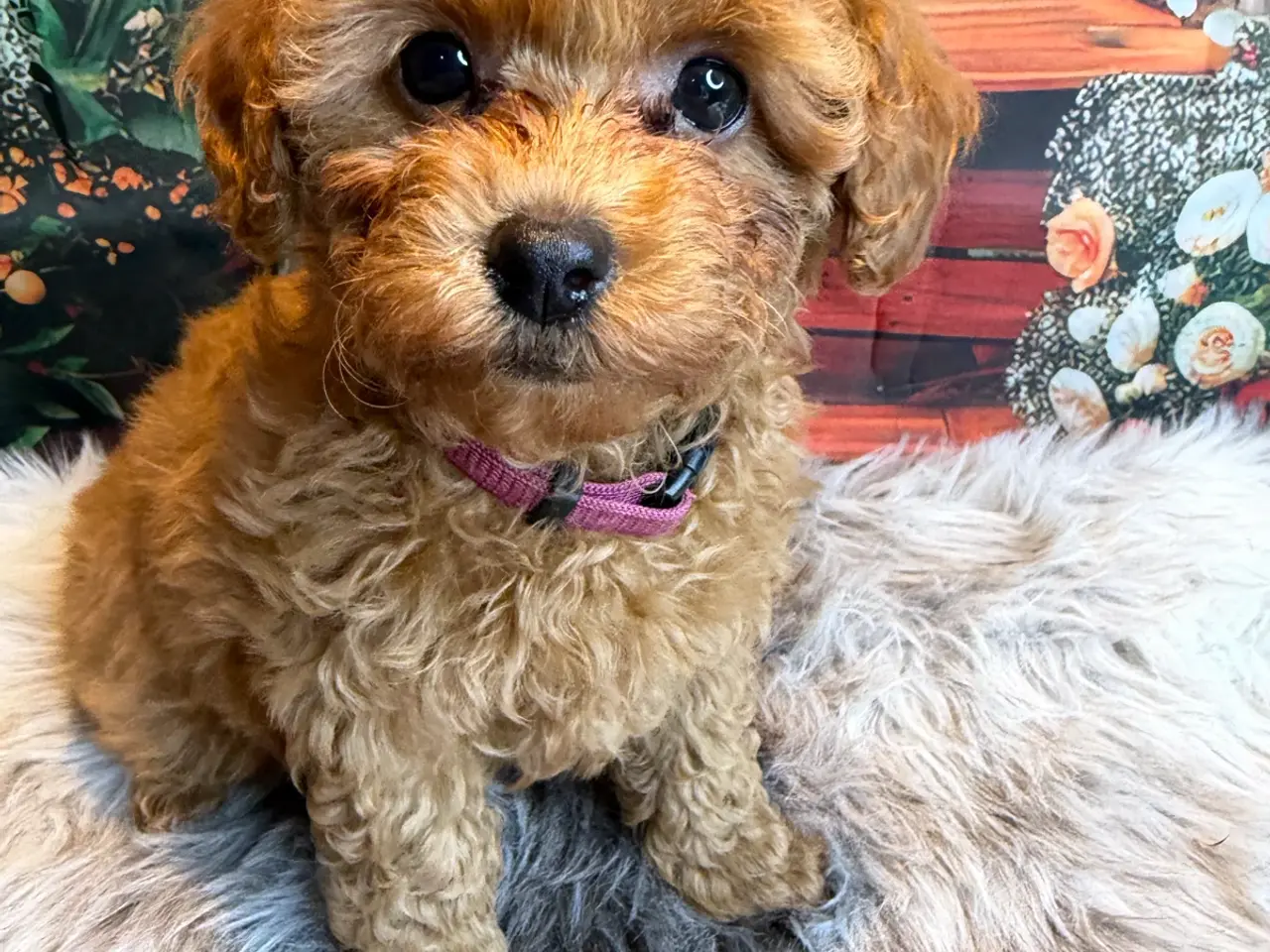 Billede 4 - 🐾❤️ Små Maltipoo-hvalpe – store hjerter ❤️🐾