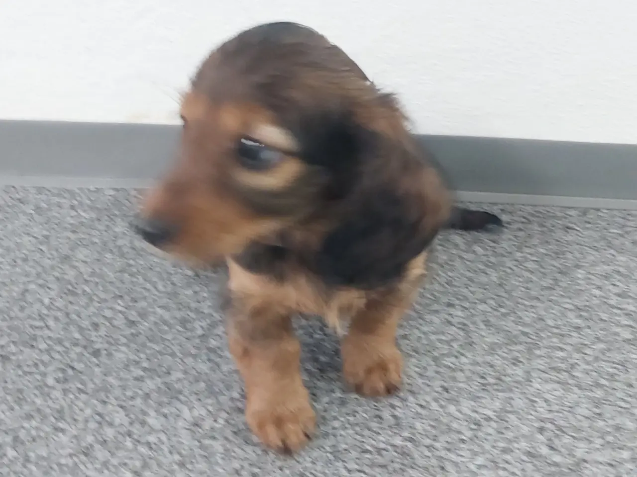 Billede 4 - Langhåret gravhund