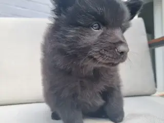 Svensk lapphund 