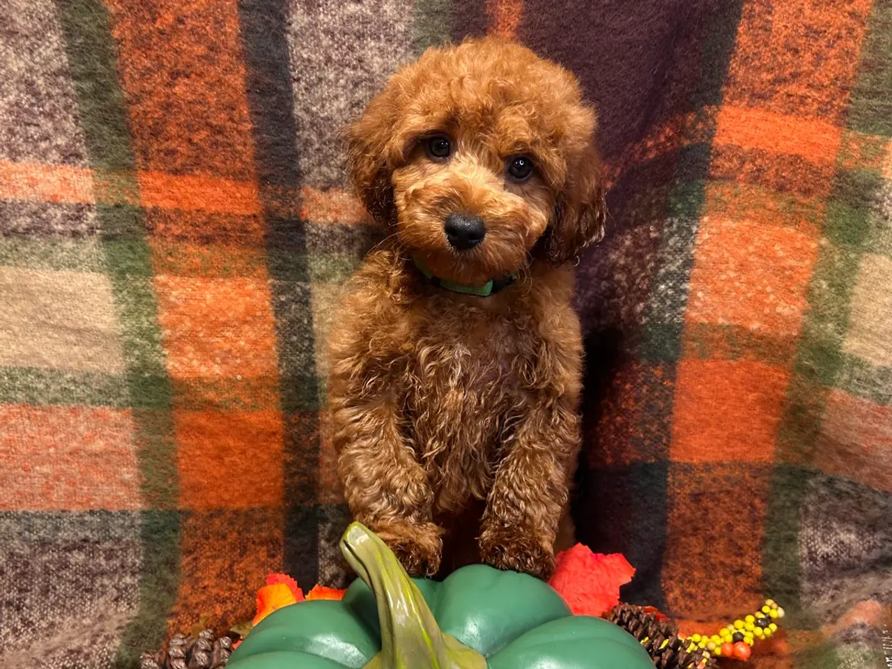 Billede 4 - 🐾maltipoo miniature September 🐾