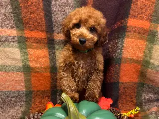 🐾maltipoo miniature September  🐾 - 4