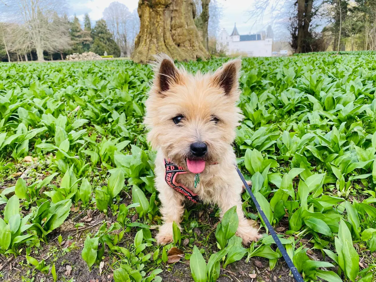 Billede 1 - Cairn terrier eller westi søges