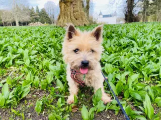 Cairn terrier eller westi søges