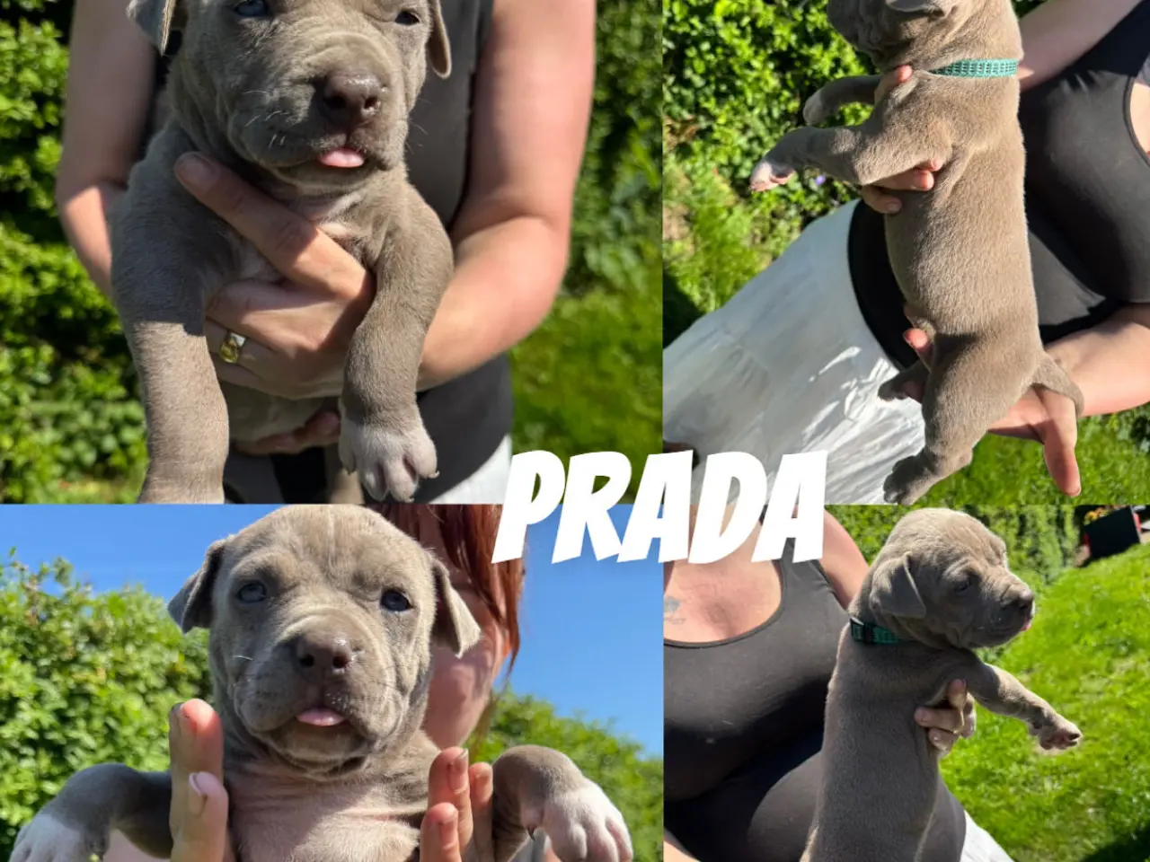 Billede 4 - American Bully XL