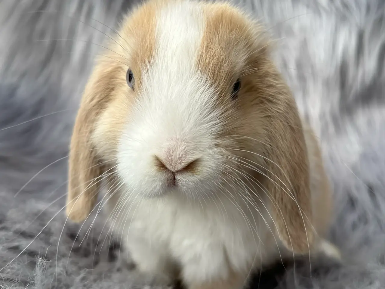 Billede 1 - Ægte minilop han kaninunge
