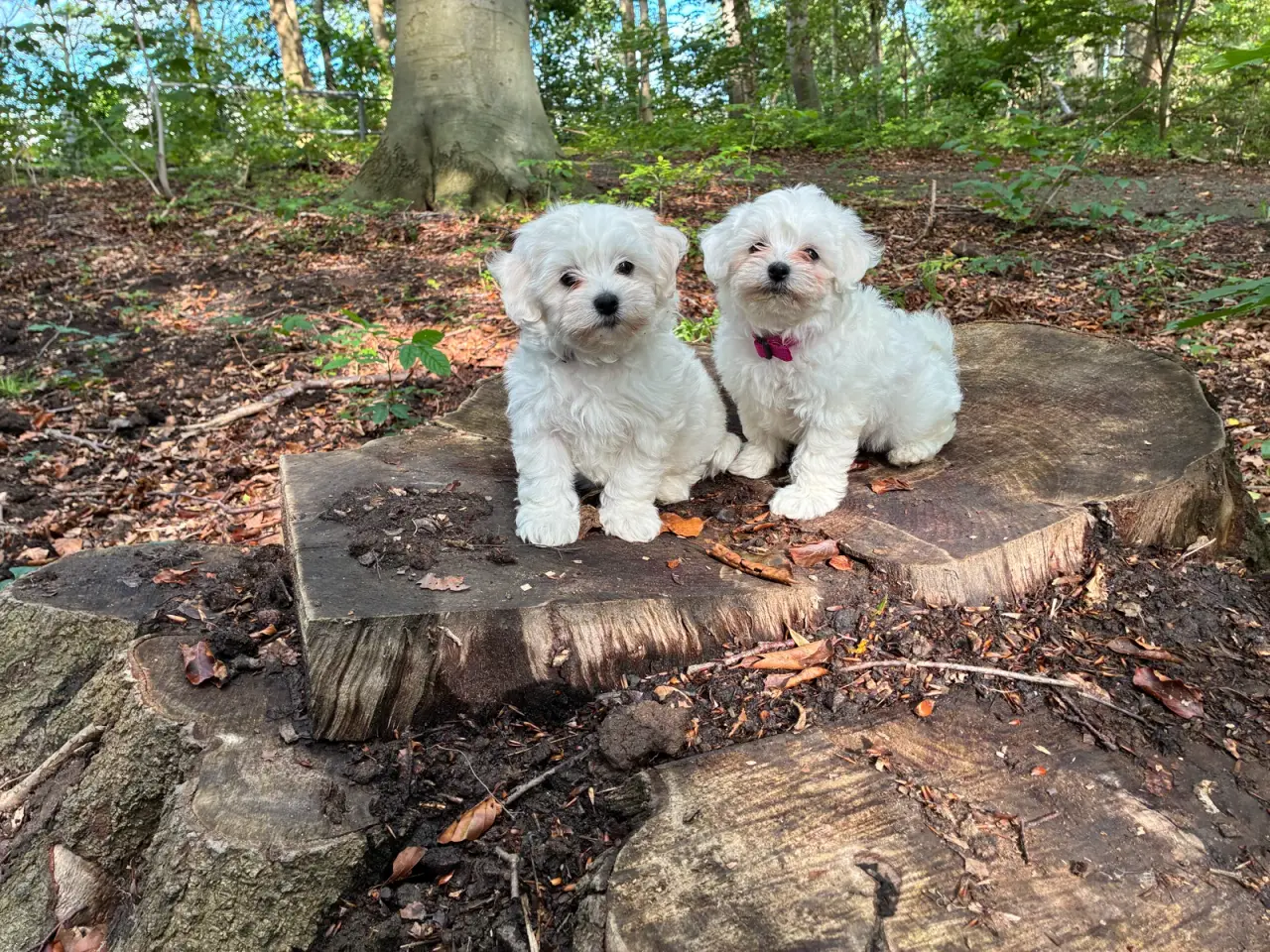Billede 10 - 🐶💕 2 SKØNNE BICHON FRISÉ PIGEHVALPE SØGER DERES