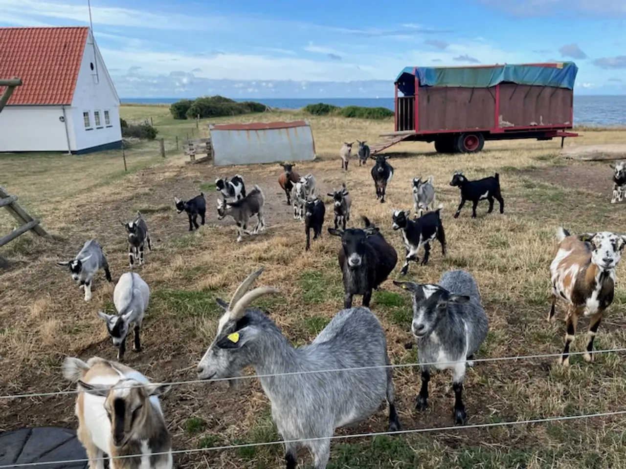 Billede 3 - Skønne gedekid søger nyt hjem