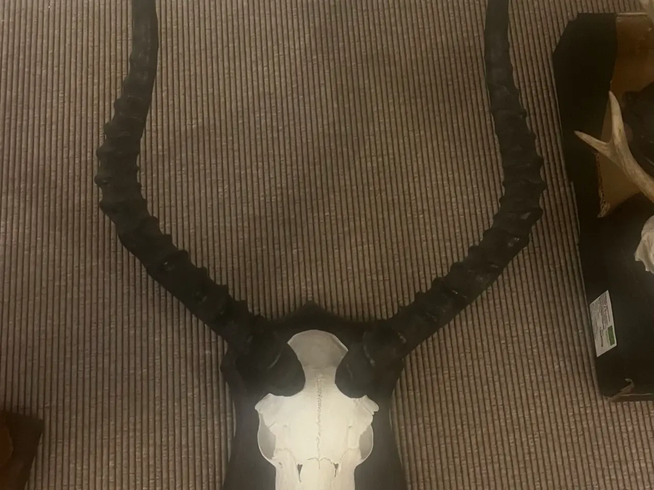 Billede 2 - Råbuk impala opsats