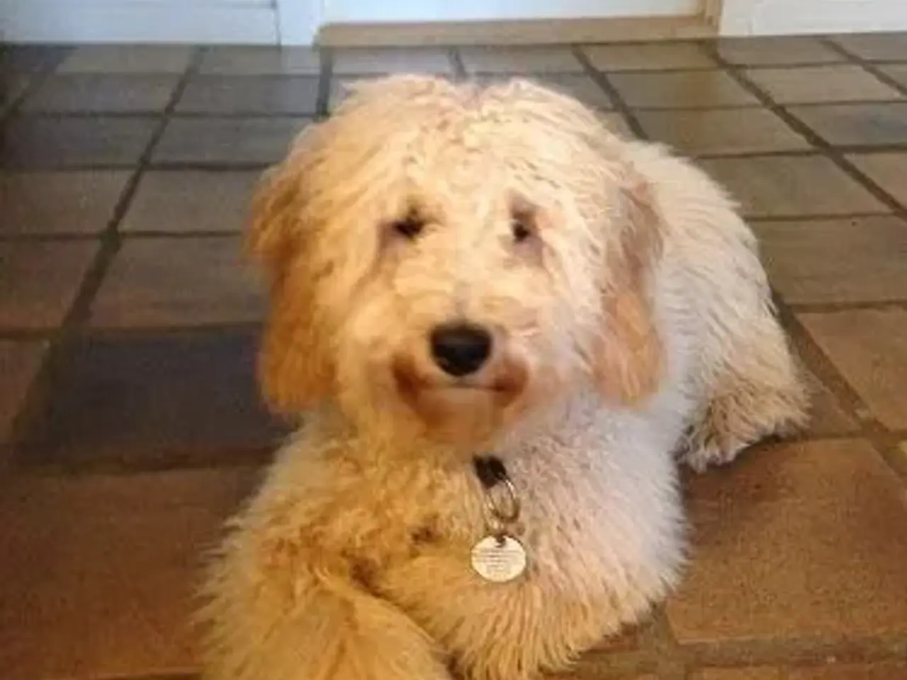 Billede 15 - Goldendoodle og andre doodler